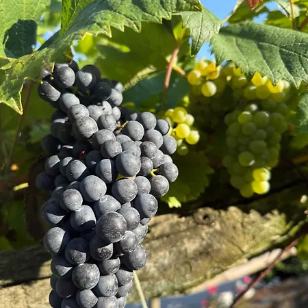 Casa Nonna Nina Vercana