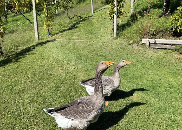 Hébergement de vacances Casa Nonna Nina Vercana