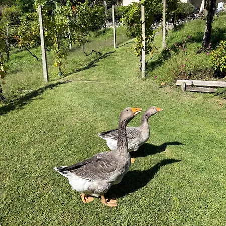 Hébergement de vacances Casa Nonna Nina Vercana
